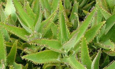 Kalanchoe Tinture per il trattamento delle vene varicose